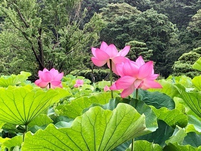 0202F451-7106-4CAD-9851-105F956D3248.jpeg