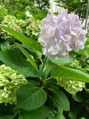 04965BE4-DD64-4DA9-AC23-7962A6B86FE8.jpeg