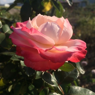 07907EF3-0E4B-4A53-B80D-AB395751E47F.jpeg