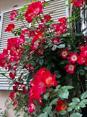 09629CA1-E255-4354-9A9D-998DA9E03F0A.jpeg