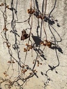 135B8EDD-13CC-4DC7-AC78-619D7123D078.jpeg