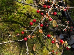15DB5551-7CE6-4C2D-A0AA-238DCA3848F8.jpeg