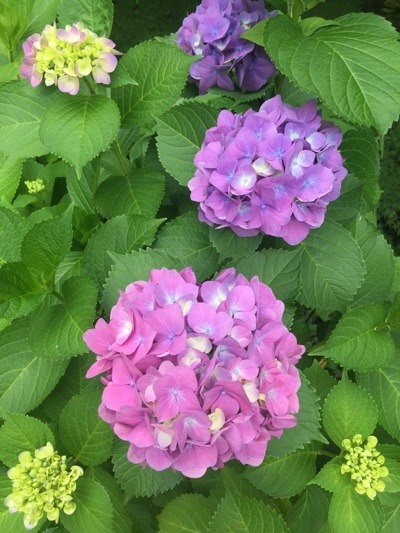 1E2E17CD-DF67-494D-9D22-AF0561306097.jpeg