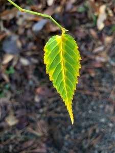 28D3E153-B82A-461D-95A0-0A242B5E4D4B.jpeg
