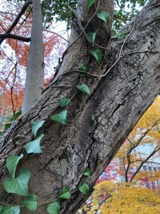 3253AB47-8E1F-411F-911C-F8890A45997B.jpeg