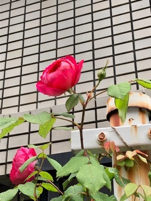 3313AC7E-B7C6-48A7-9ED6-299E22DE8D51.jpeg