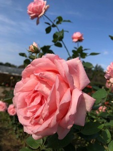 3740BBDF-C488-42C2-823B-5305062E1771.jpeg