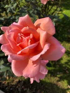 3ADFE619-111D-49AC-8AD3-7028188D8D80.jpeg