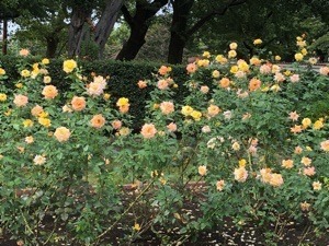 3B8B7C77-D407-4B20-977C-0C006ABD8F1A.jpeg
