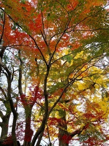 40371F94-A0F3-4E25-8A09-0B72AC16AB8A.jpeg