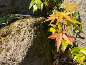 47CE7186-11AD-466C-9CBE-EEF308810DDC.jpeg