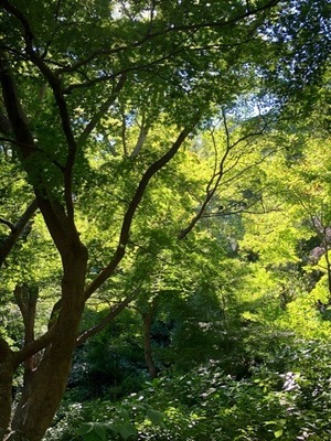 4D294C7B-26E0-41CF-A100-6DA674B73402.jpeg