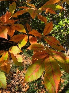 4D3F9E04-9A16-4473-8565-414D3539EDB6.jpeg