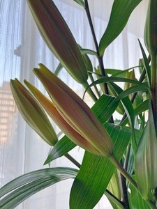 53F682C5-C3C3-45CB-BCC4-D4C7A96390A8.jpeg