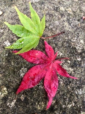 5B18490E-A3B2-4B3B-A48C-293917C70A00.jpeg