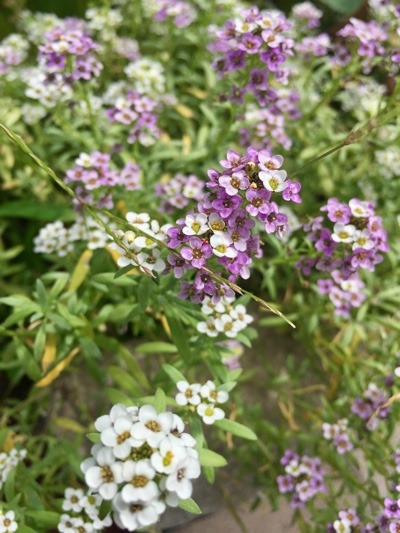 69AAA1EC-EF19-4C1C-A01D-472A342D0B80.jpeg
