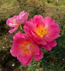 6E60406C-A20E-414C-AEF2-F5356BF32806.jpeg