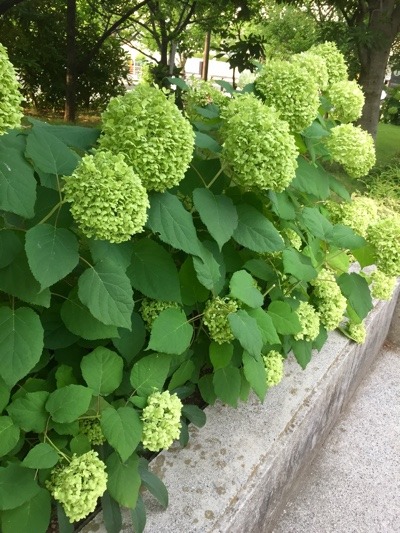 72952116-015B-4103-AE69-C2B9CBE34F31.jpeg
