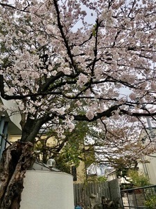 733BF245-D36B-4231-A25C-3B39E3A97FCF.jpeg
