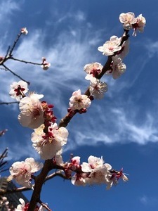 7D2FD335-153B-4548-AE6F-68E2F865CEBF.jpeg