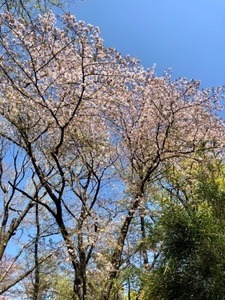 810EB663-C7DC-411D-8CC4-37128C5F98BD.jpeg