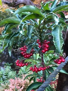 85A3E0BD-792C-4D13-BDE9-78711B16A8DF.jpeg