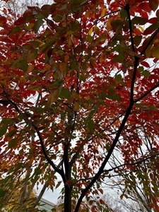 8FDE4710-C745-48AB-BC63-3F1C58E1B07F.jpeg