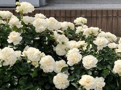 951A38E6-2D77-4FF9-8181-C88ACEDA6ABF.jpeg