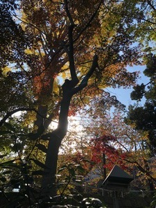 966F737D-A663-48D6-90EF-C0F4CCAAC049.jpeg