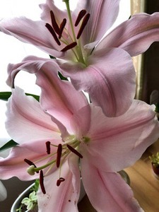9FB3080E-EFD2-451A-8B4D-6B4AC716507A.jpeg