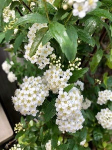 A3CC91FE-844D-43C6-9817-1179E1D10937.jpeg