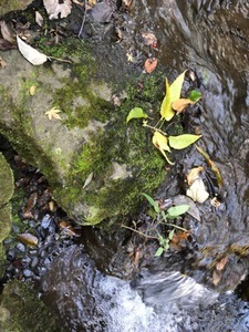 A8E870F1-0C73-42D2-B310-F12A30704DE7.jpeg