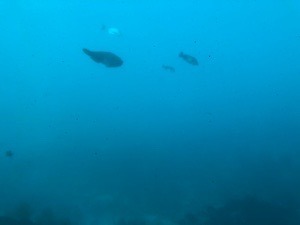 ACBFCC43-A8E6-4D08-B75A-1A47EF23D7A9.jpeg