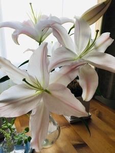 ACCD5587-678C-484F-AA7F-1EFD86D7F076.jpeg