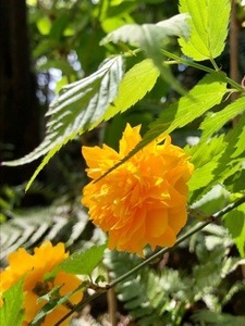 ADE8B894-37D3-4EF6-8933-74E0BDBD0106.jpeg