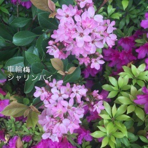 CFEA1971-60E8-4ACC-B510-4911B9A73957.jpeg
