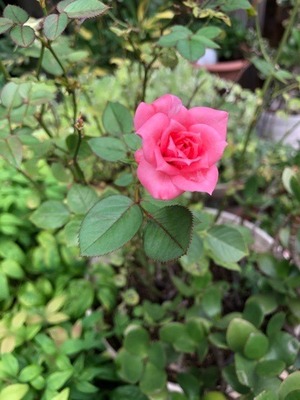 D025FE9A-A4F3-4F6D-9823-6127413AB418.jpeg