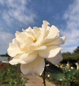 D5D2980B-D5B7-4CBD-A2DB-F56DC821ACF2.jpeg