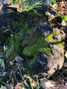 E3689086-FC18-4866-83DB-1DDC3564E168.jpeg