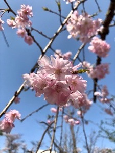 E4B3250E-9F1B-43B9-B5F1-3109BEF45906.jpeg