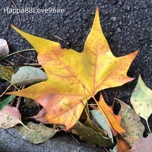 E75D4741-593F-4D2F-BB67-5A3BF7A231CA.jpeg
