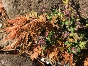 ECDA9914-F3FD-433E-B460-9EEC9CB61EA6.jpeg