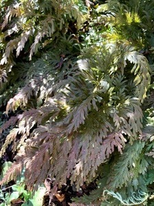 ED429C88-D5EC-4508-93D1-070B74BE4415.jpeg