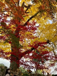 FF975903-A198-4916-94DB-AC9DD0CA14D4.jpeg