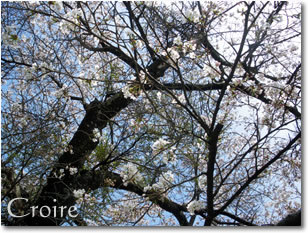 hanami-1.jpg