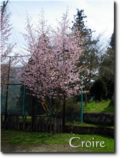 hanami-10.jpg