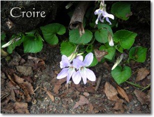 hanami-11.jpg