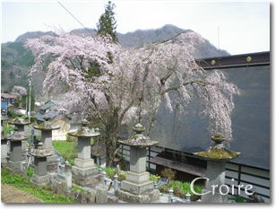 hanami-12.jpg