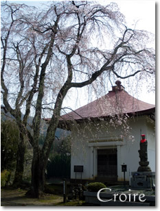 hanami-14.jpg