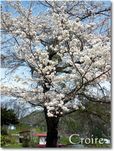 hanami-2.jpg